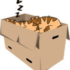 Profile picture of boxgirl