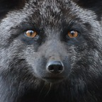 Profile picture of easternfox