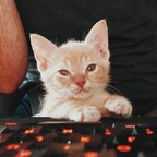 Profile picture of fosterkittendad