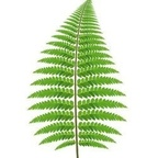 Profile picture of onlyferns