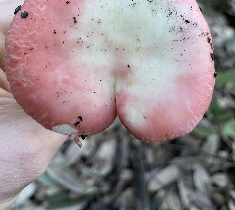 onlyfungi onlyfans leaked picture 1