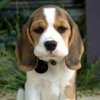 Profile picture of oshin