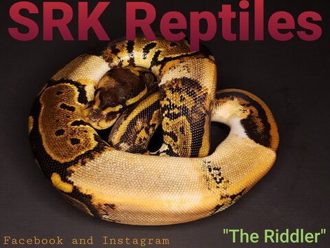 srk_reptiles onlyfans leaked picture 1